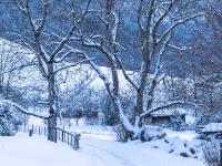 Schneebedeckte, verästelte Bäume am Östlichen Höhenweg bei Aschau